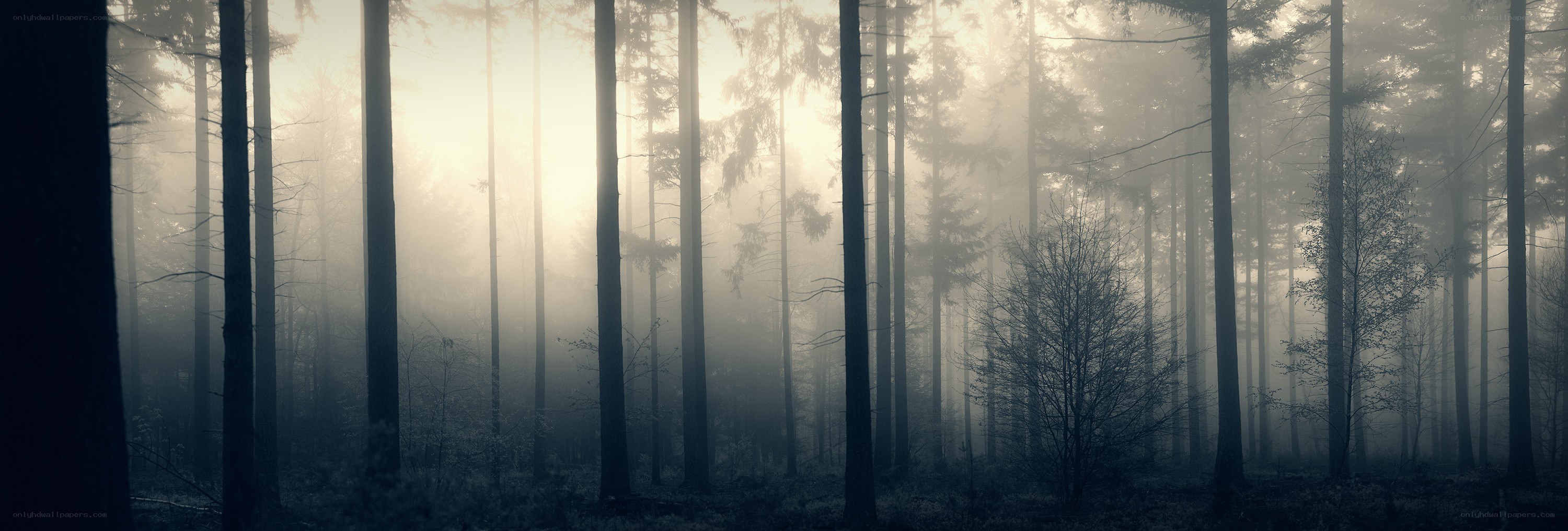 Misty forest at dawn