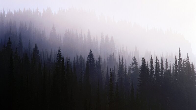 Misty forest at dawn