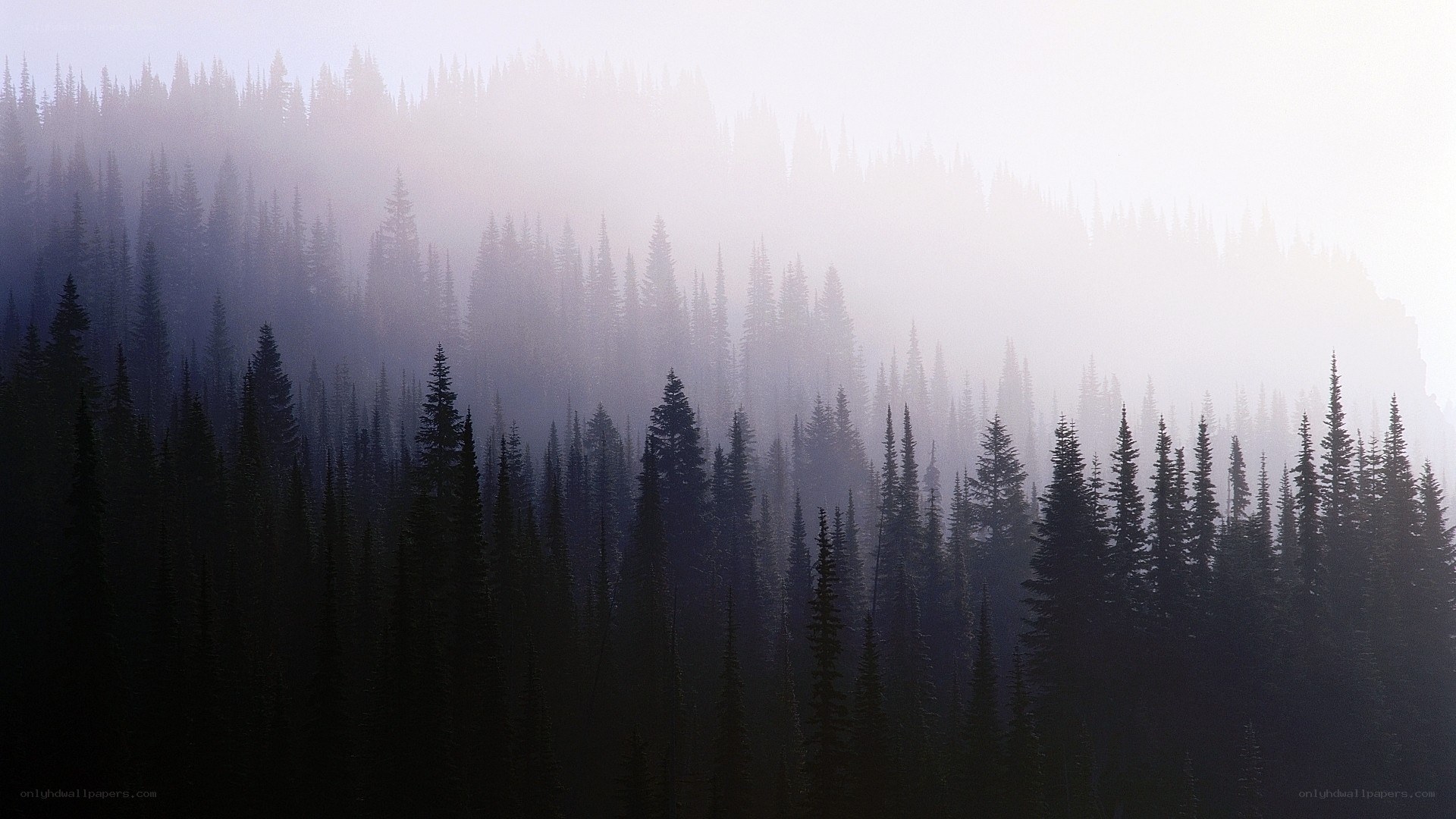 Misty forest at dawn