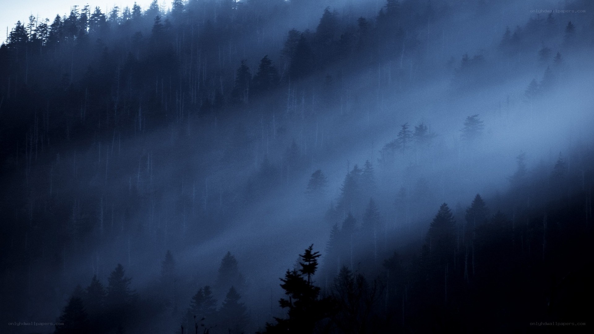 Misty forest at dawn