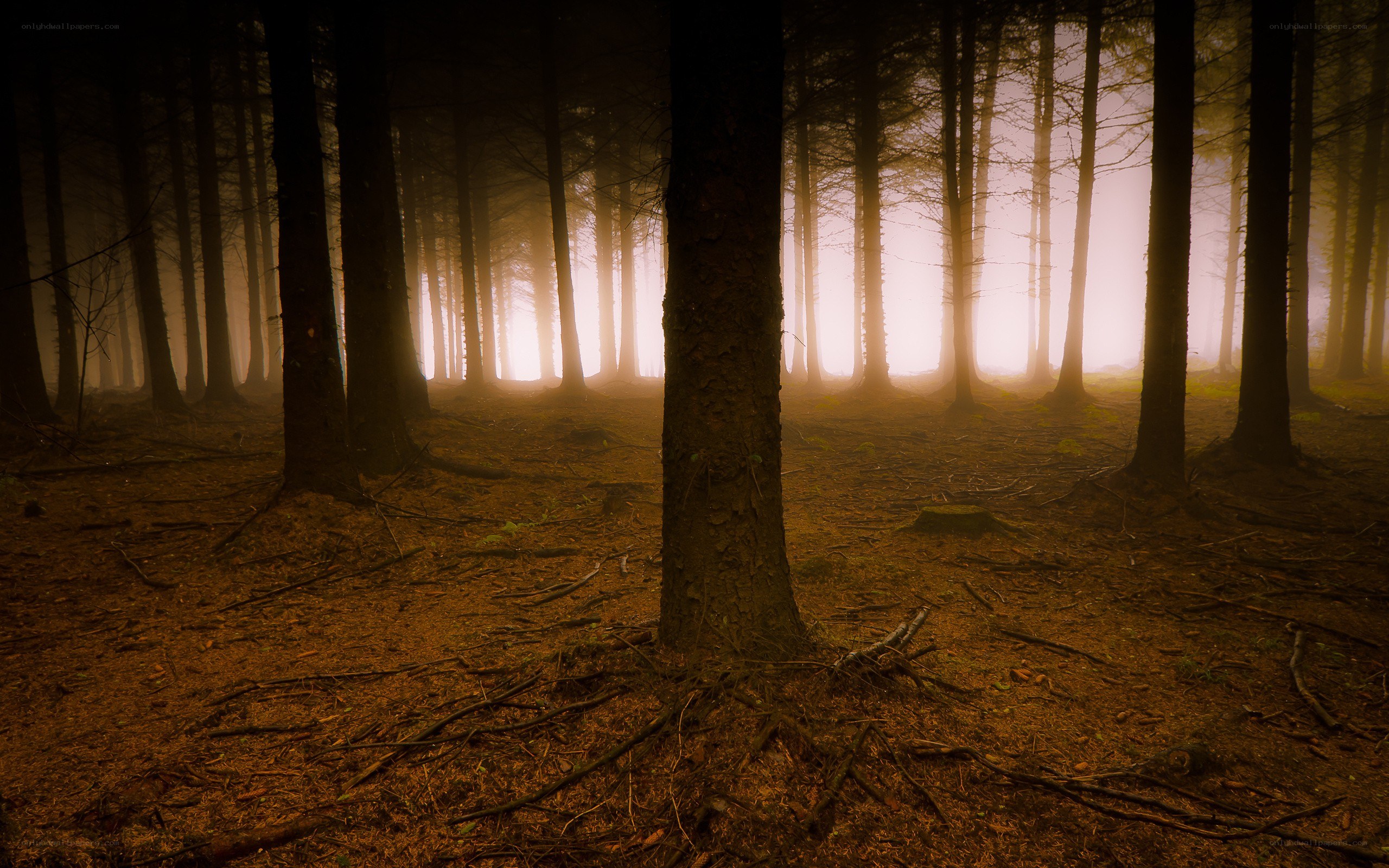 Misty forest at dawn