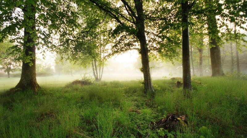 Misty forest at dawn