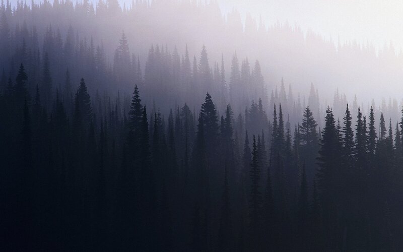 Misty forest at dawn
