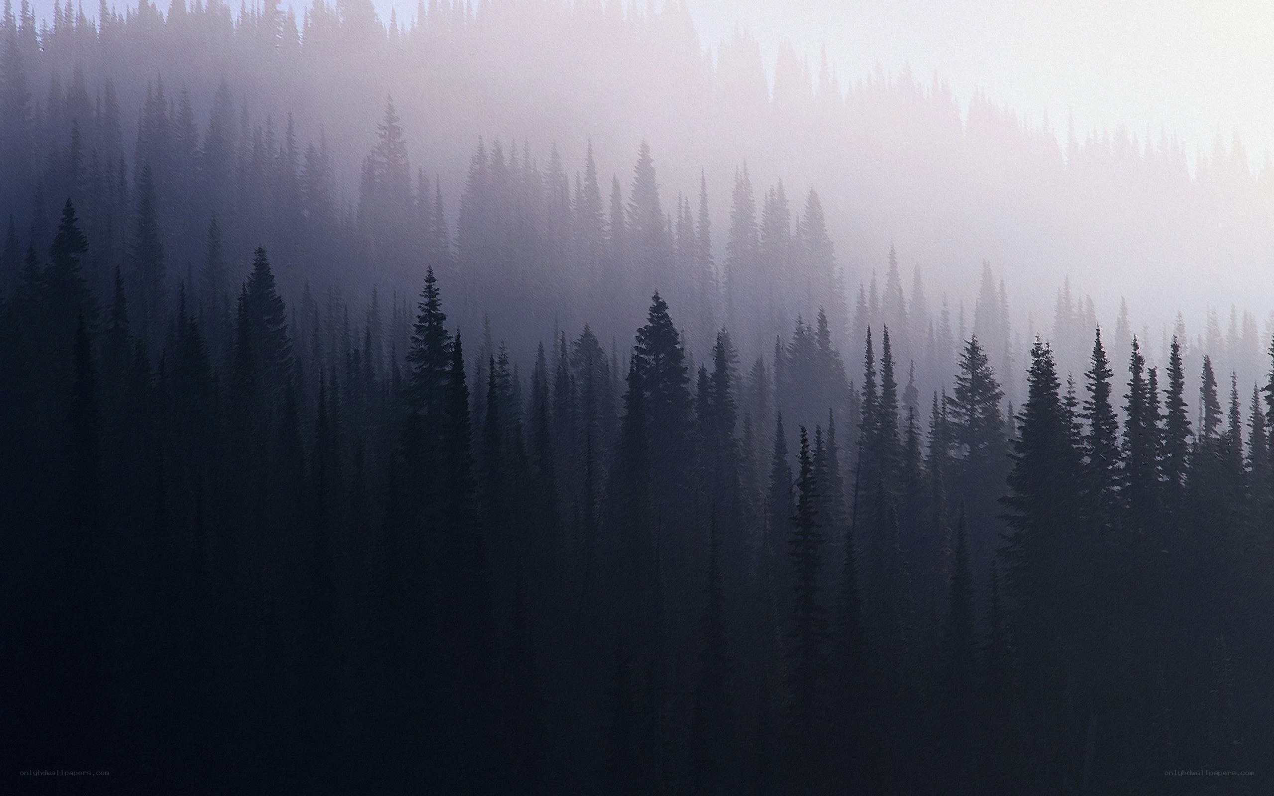 Misty forest at dawn