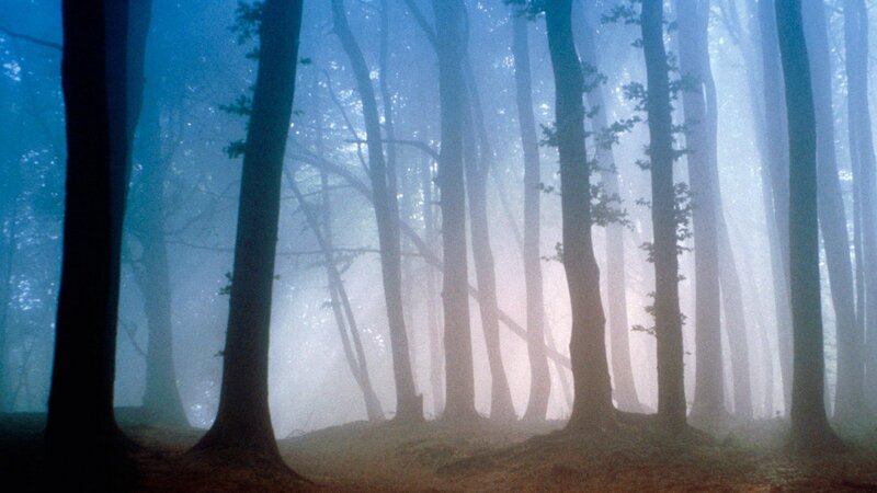 Misty forest at dawn