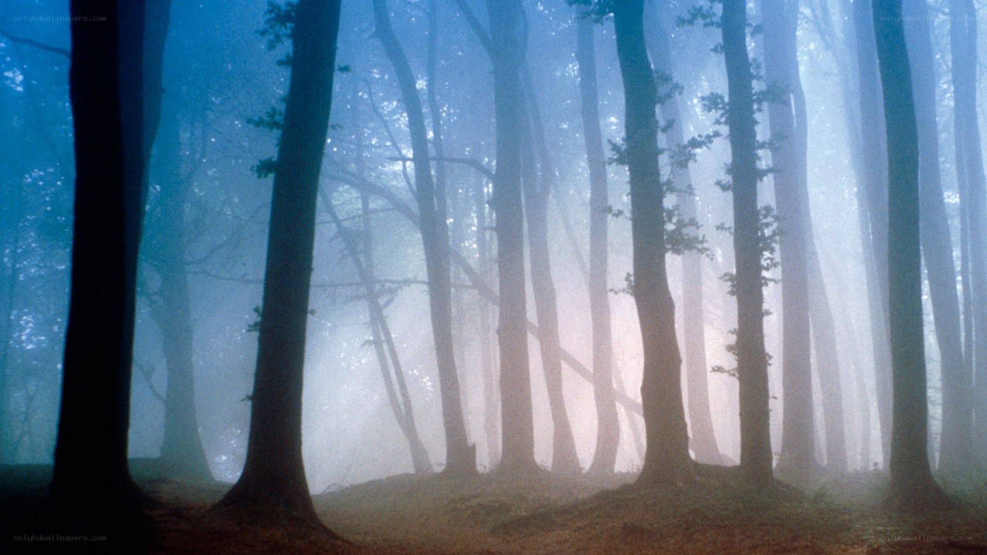 Misty forest at dawn
