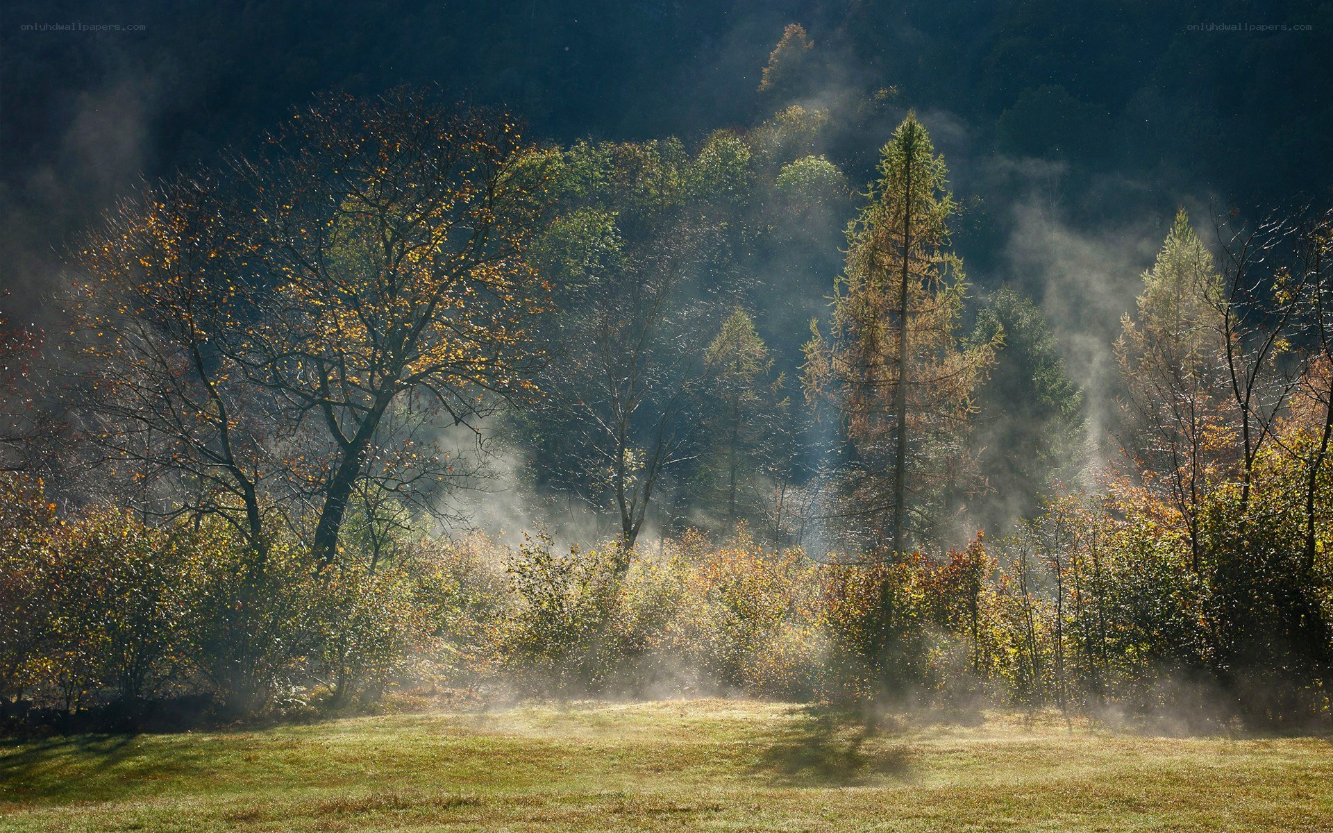 Misty forest at dawn