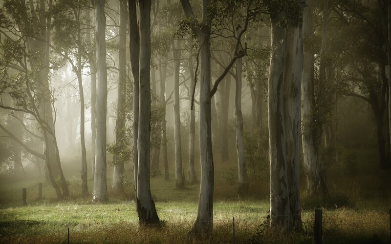 Misty forest at dawn