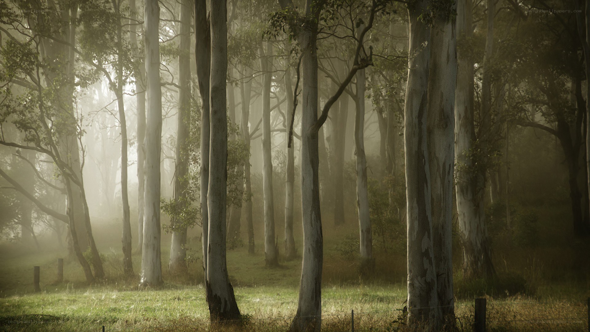 Misty forest at dawn