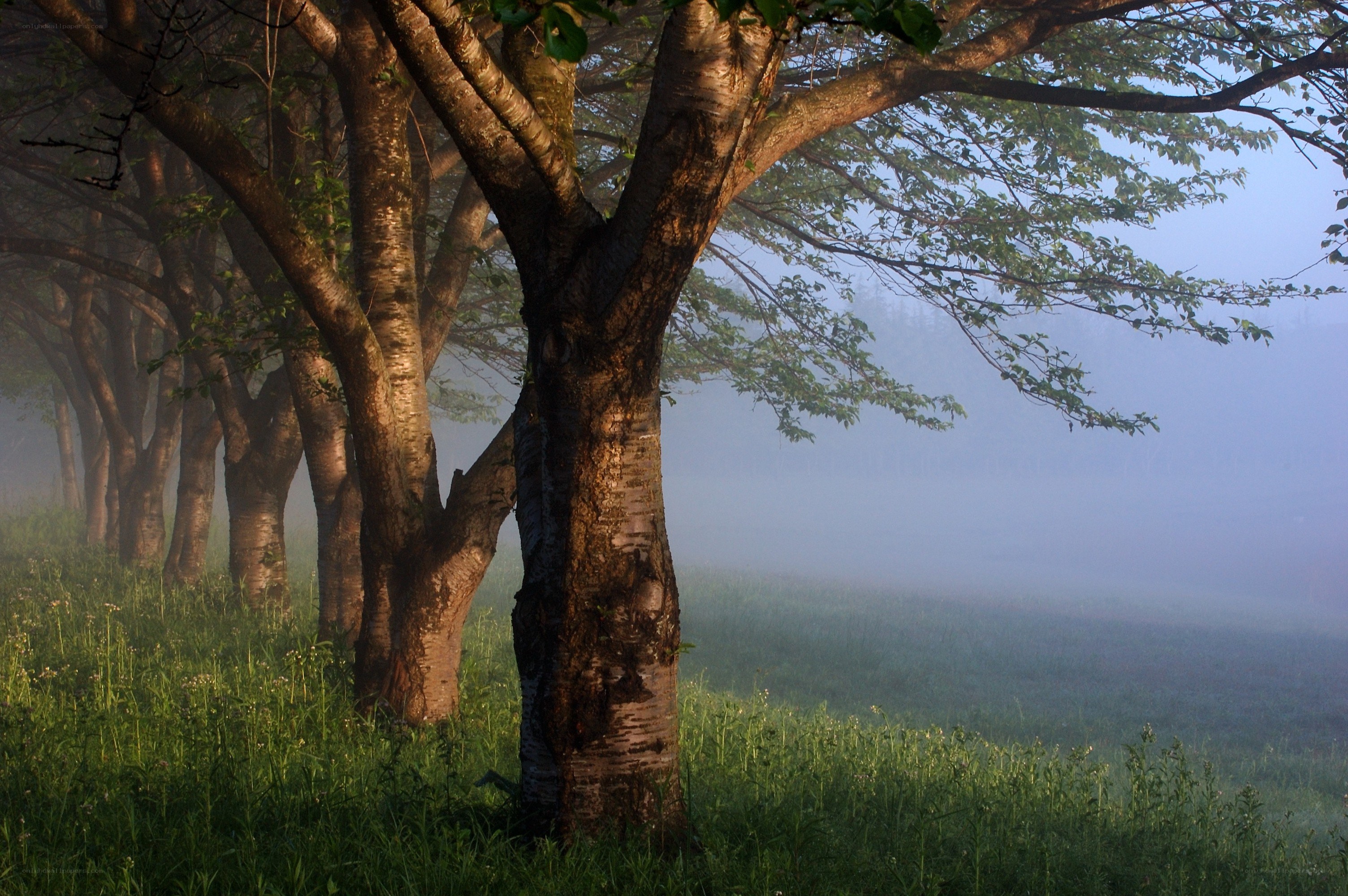 Misty forest at dawn