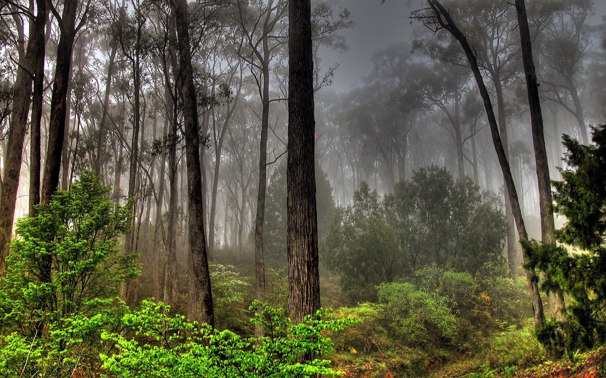 Misty forest at dawn