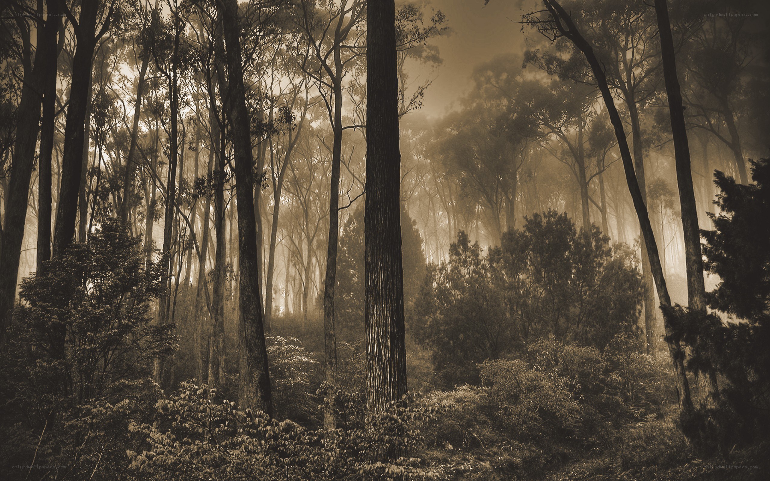 Misty forest at dawn