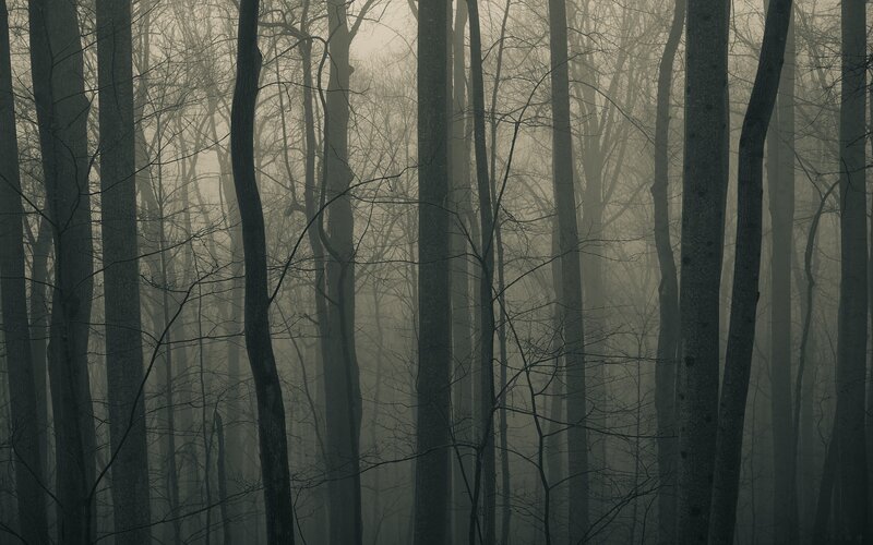 Misty forest at dawn
