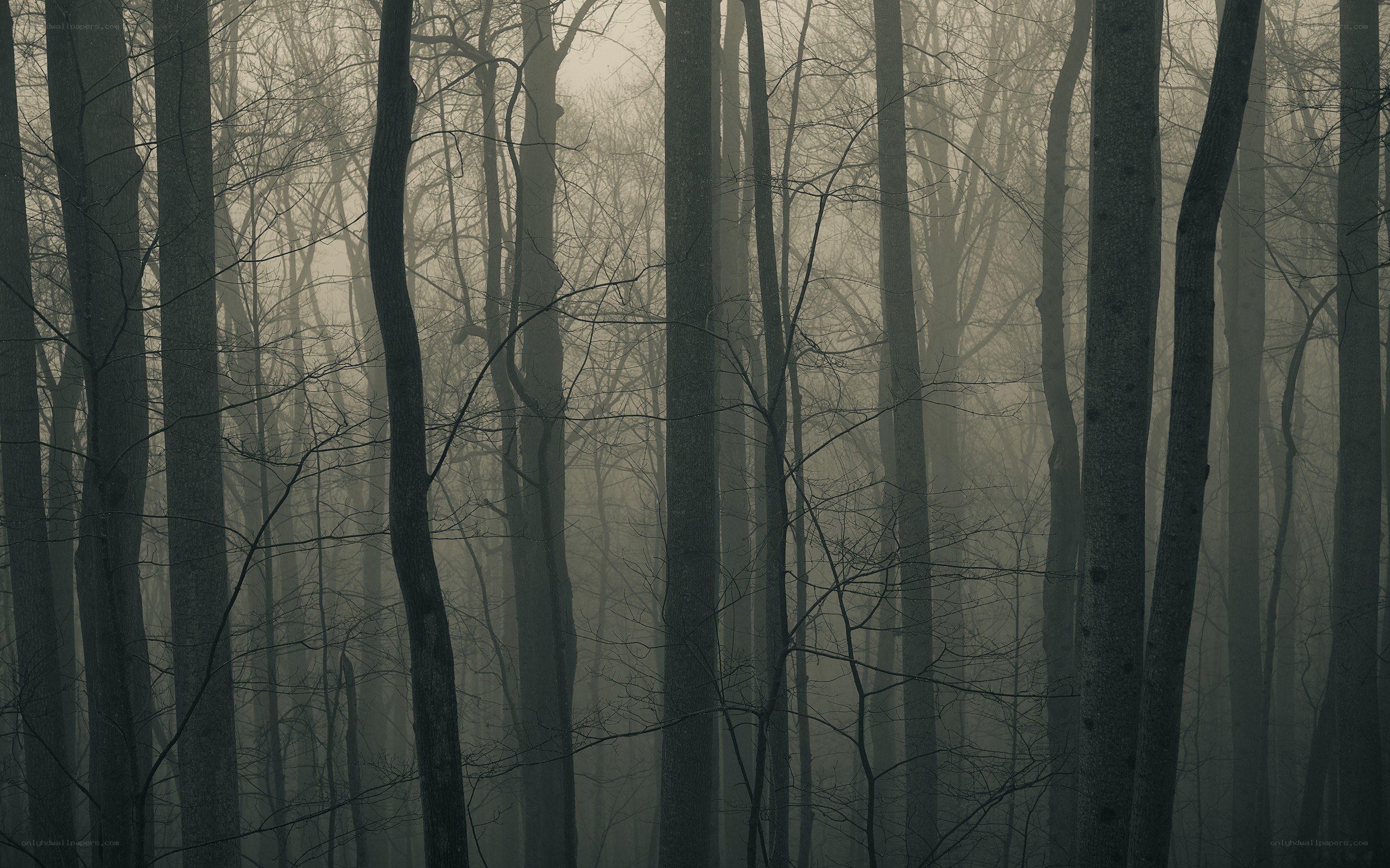 Misty forest at dawn