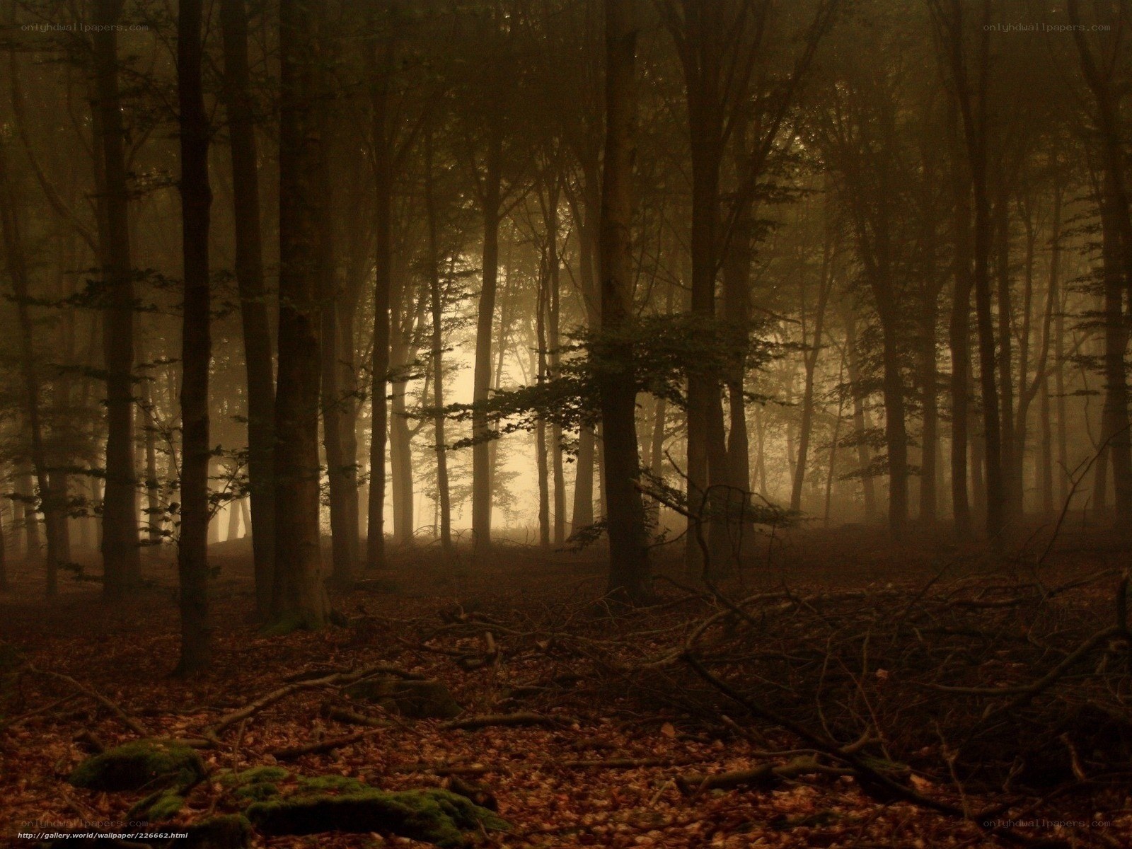 Misty forest at dawn
