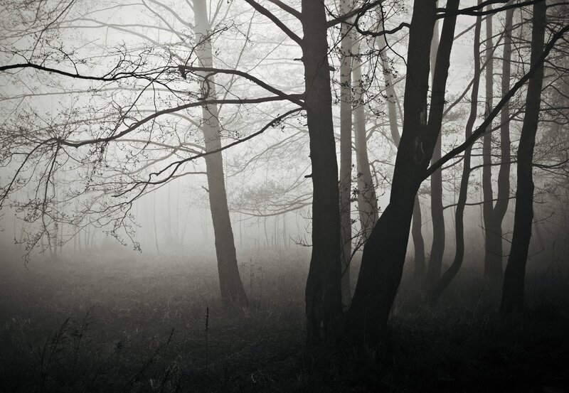 Misty forest at dawn