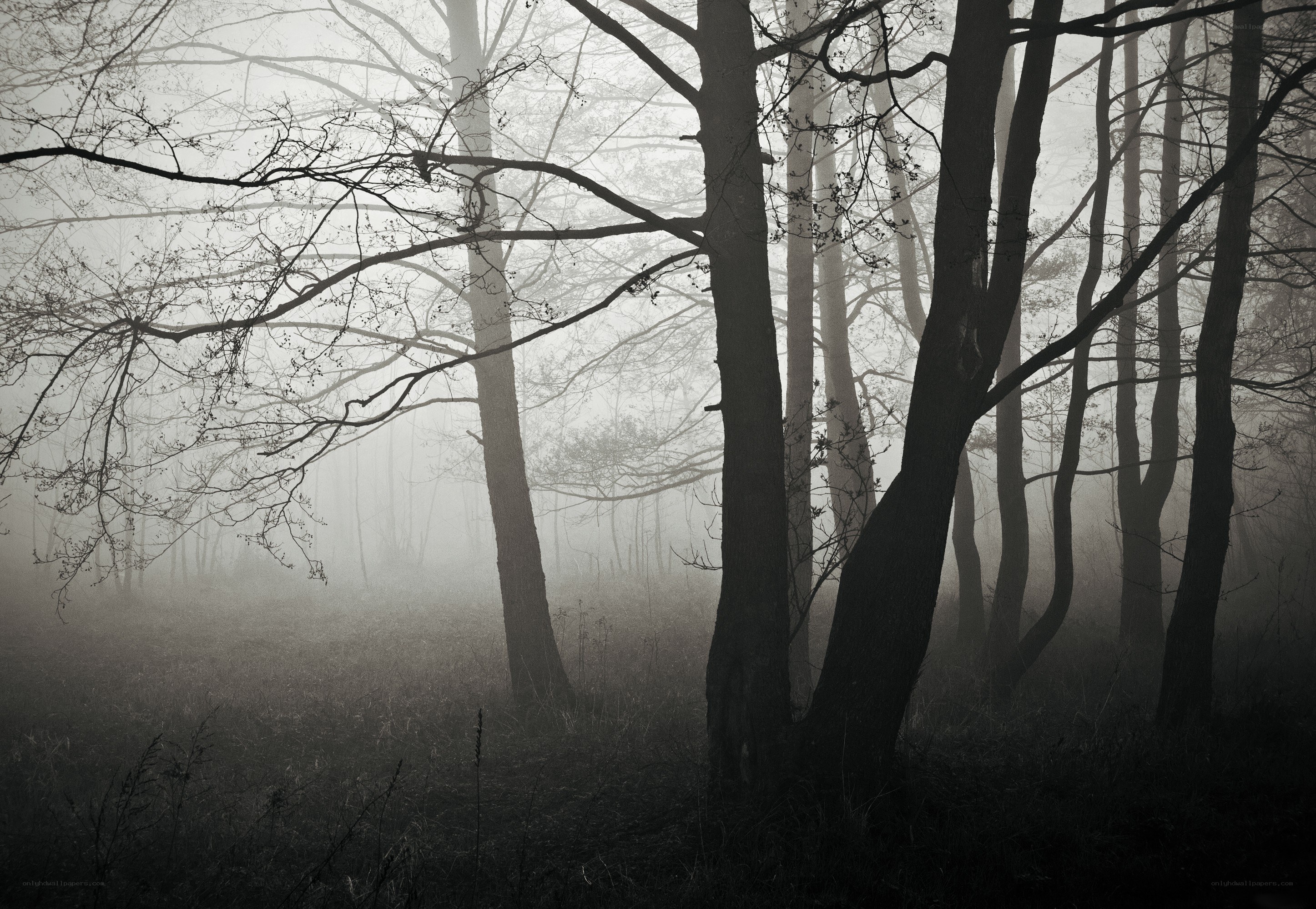 Misty forest at dawn
