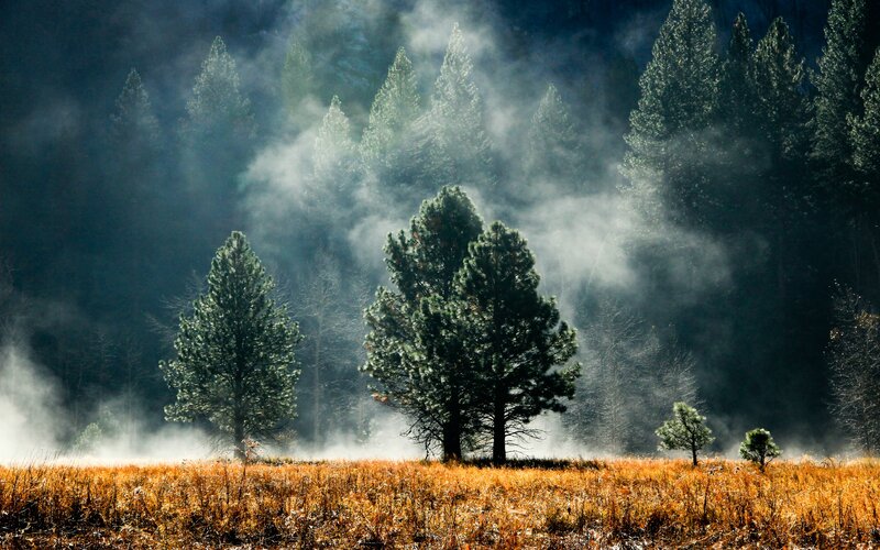 Misty forest at dawn