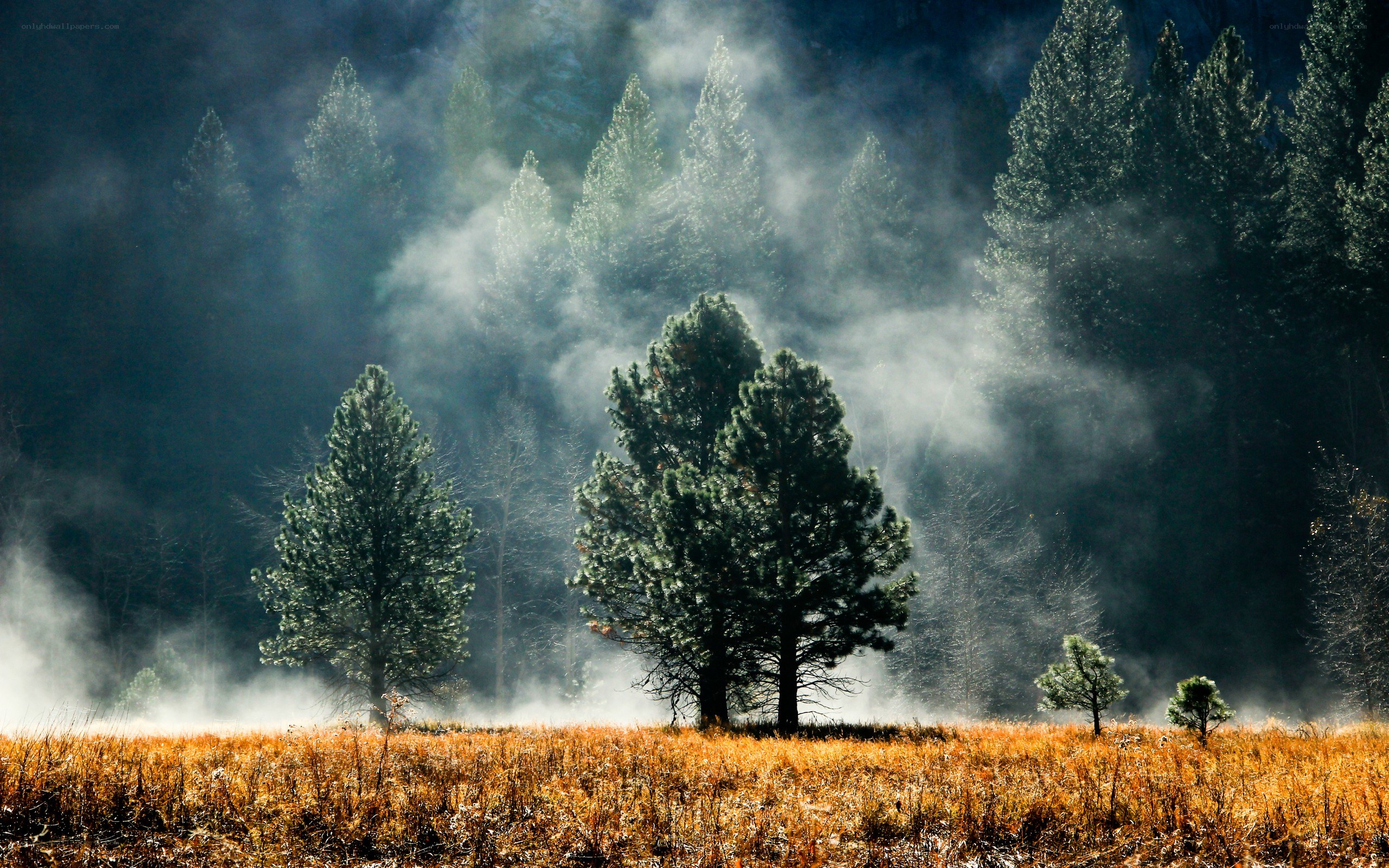 Misty forest at dawn