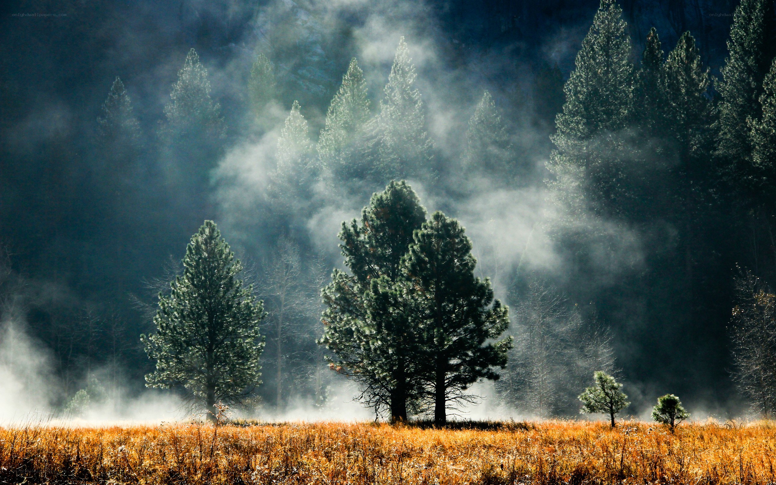 Misty forest at dawn
