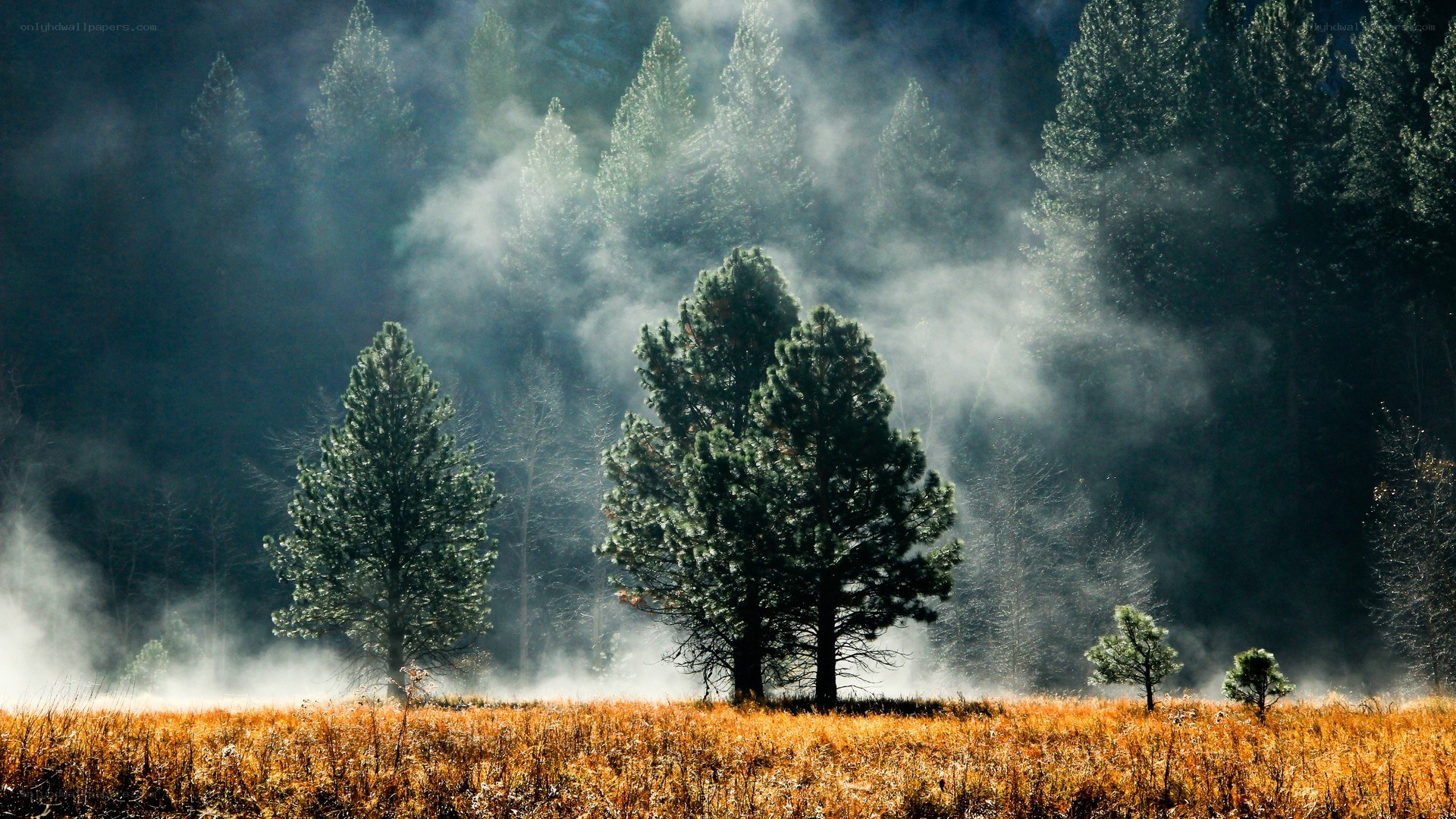 Misty forest at dawn