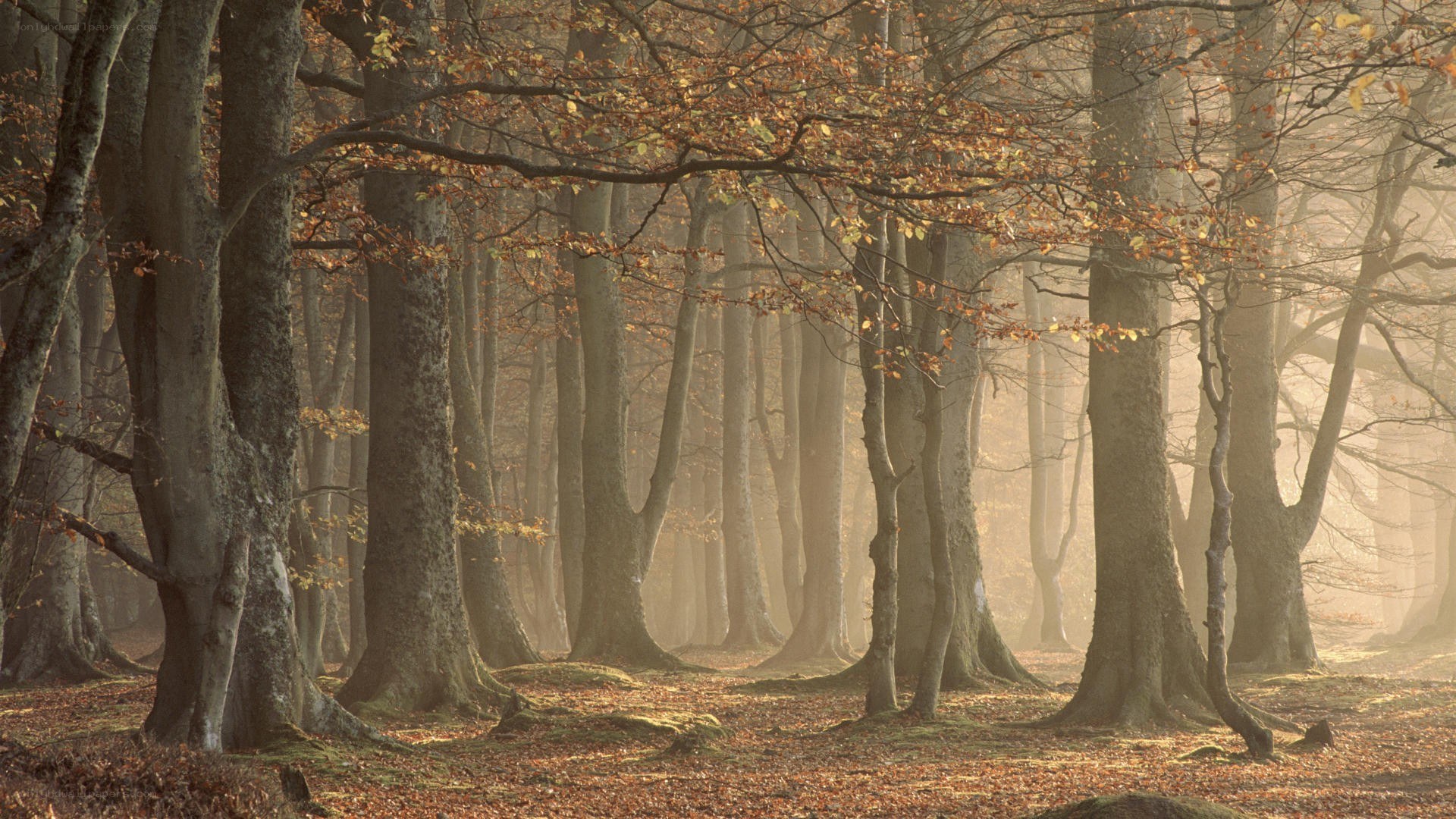 Misty forest at dawn