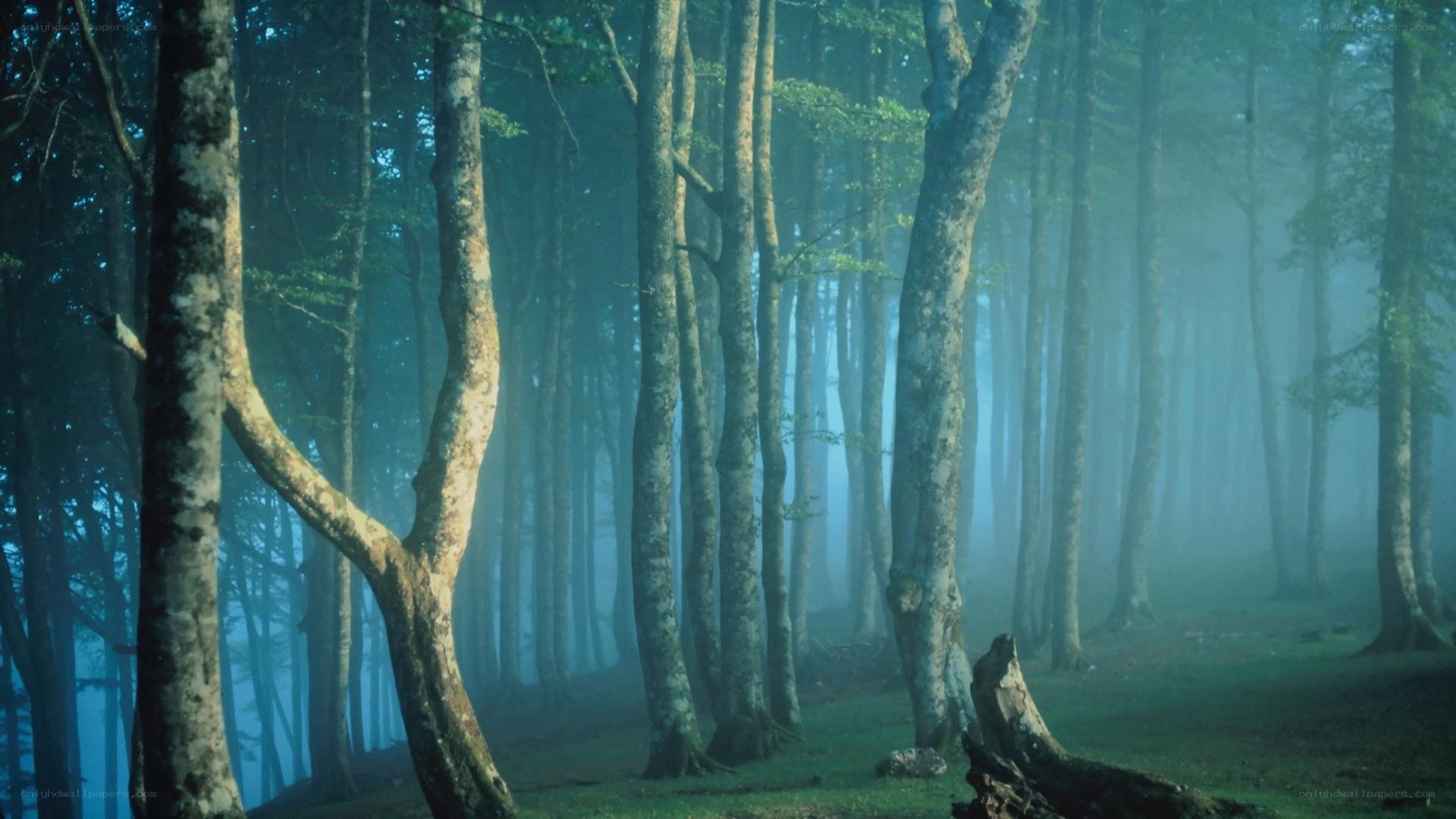Misty forest at dawn
