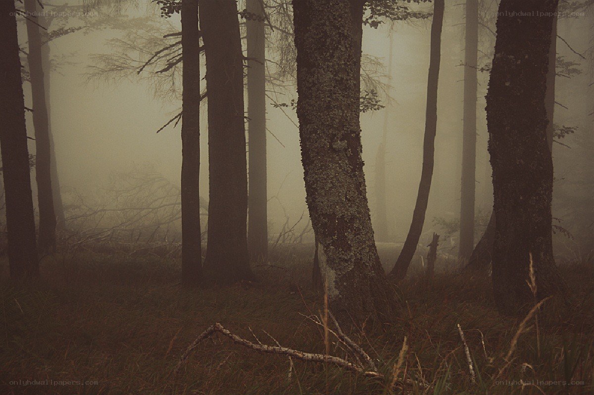 Misty forest at dawn
