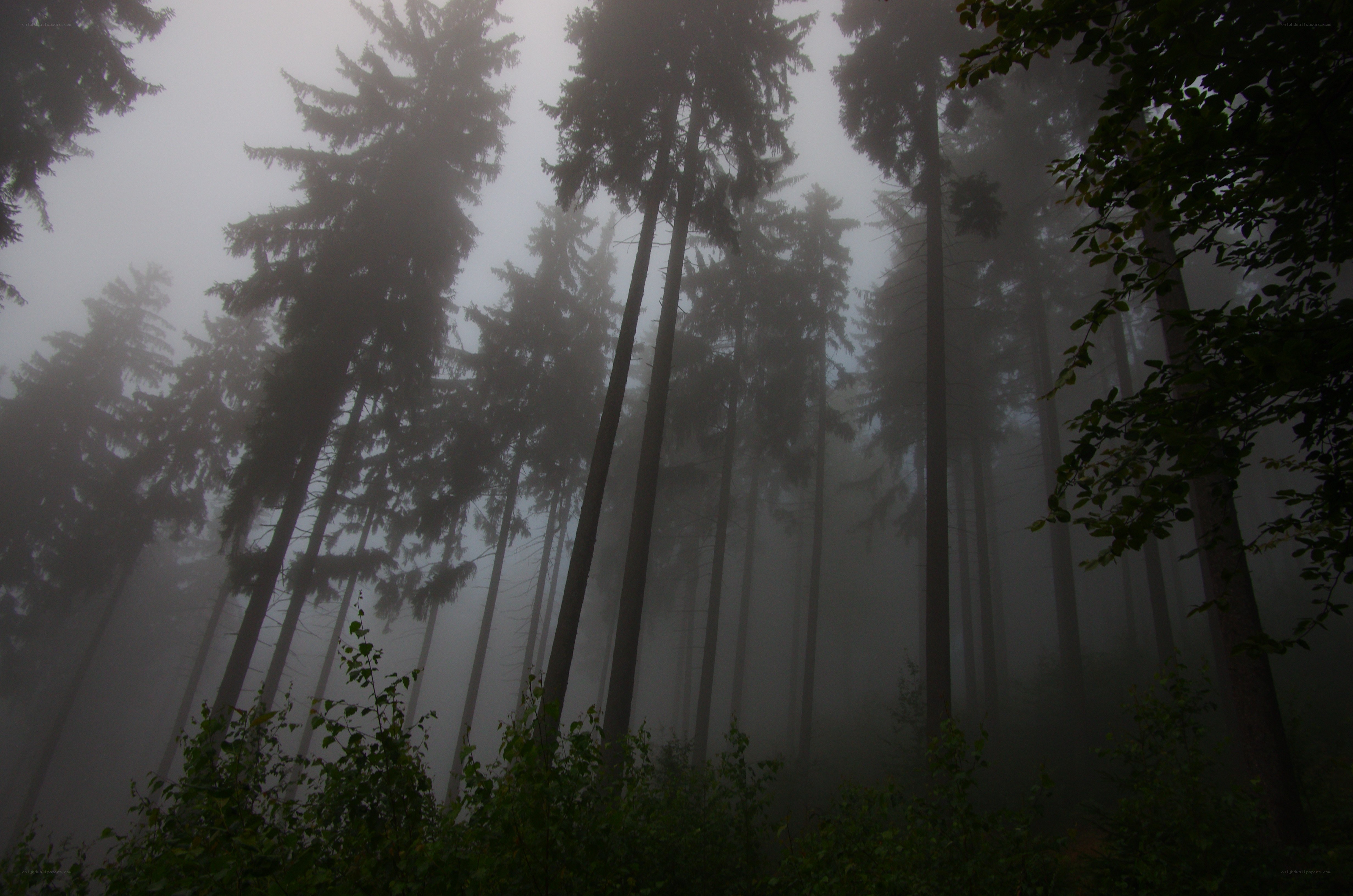 Misty forest at dawn