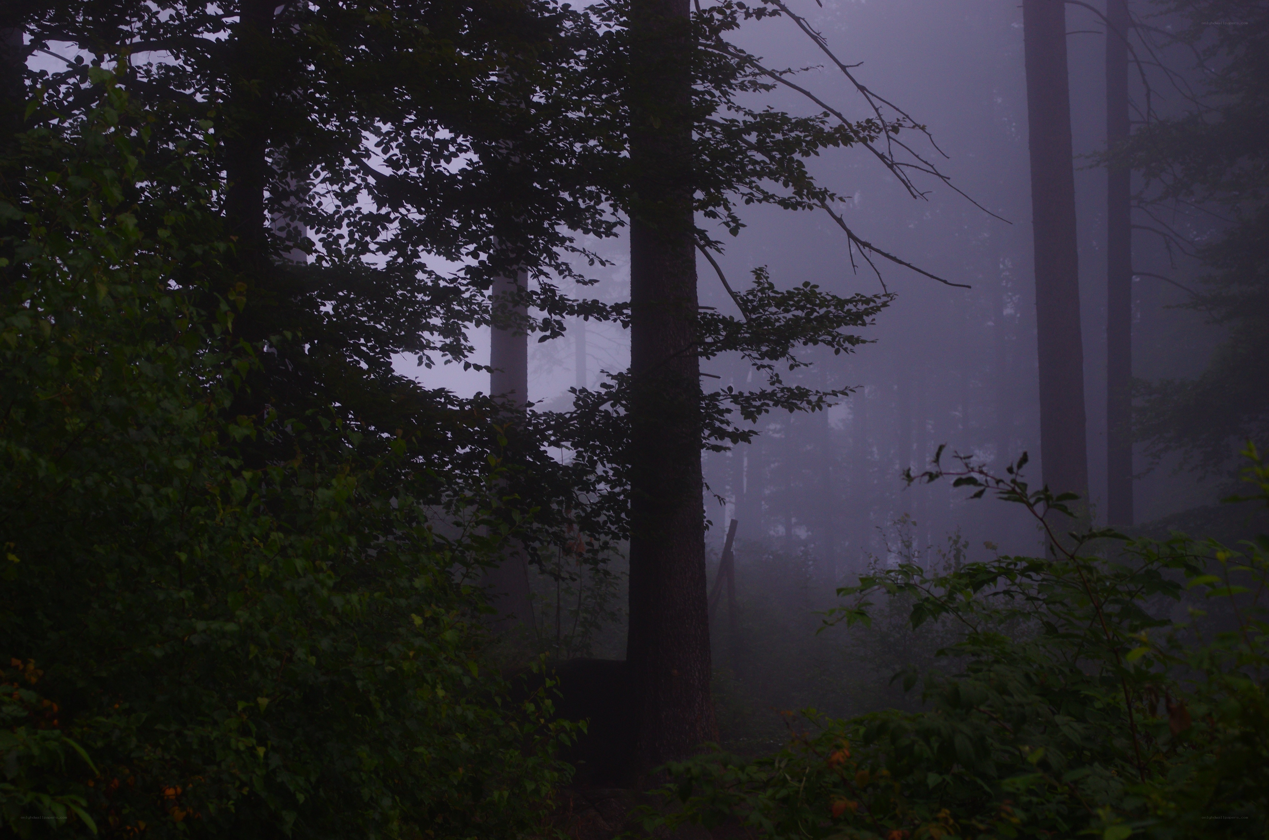 Misty forest at dawn