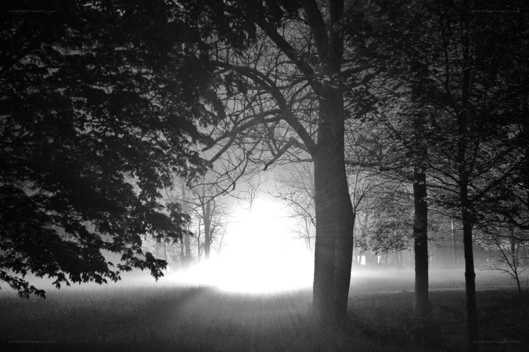 Misty forest at dawn