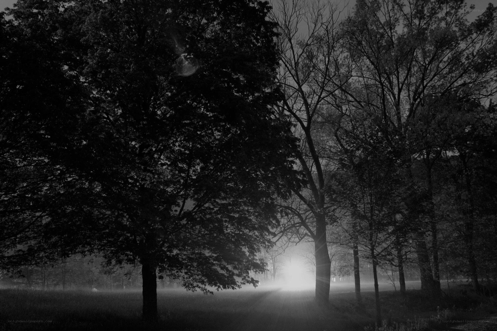 Misty forest at dawn