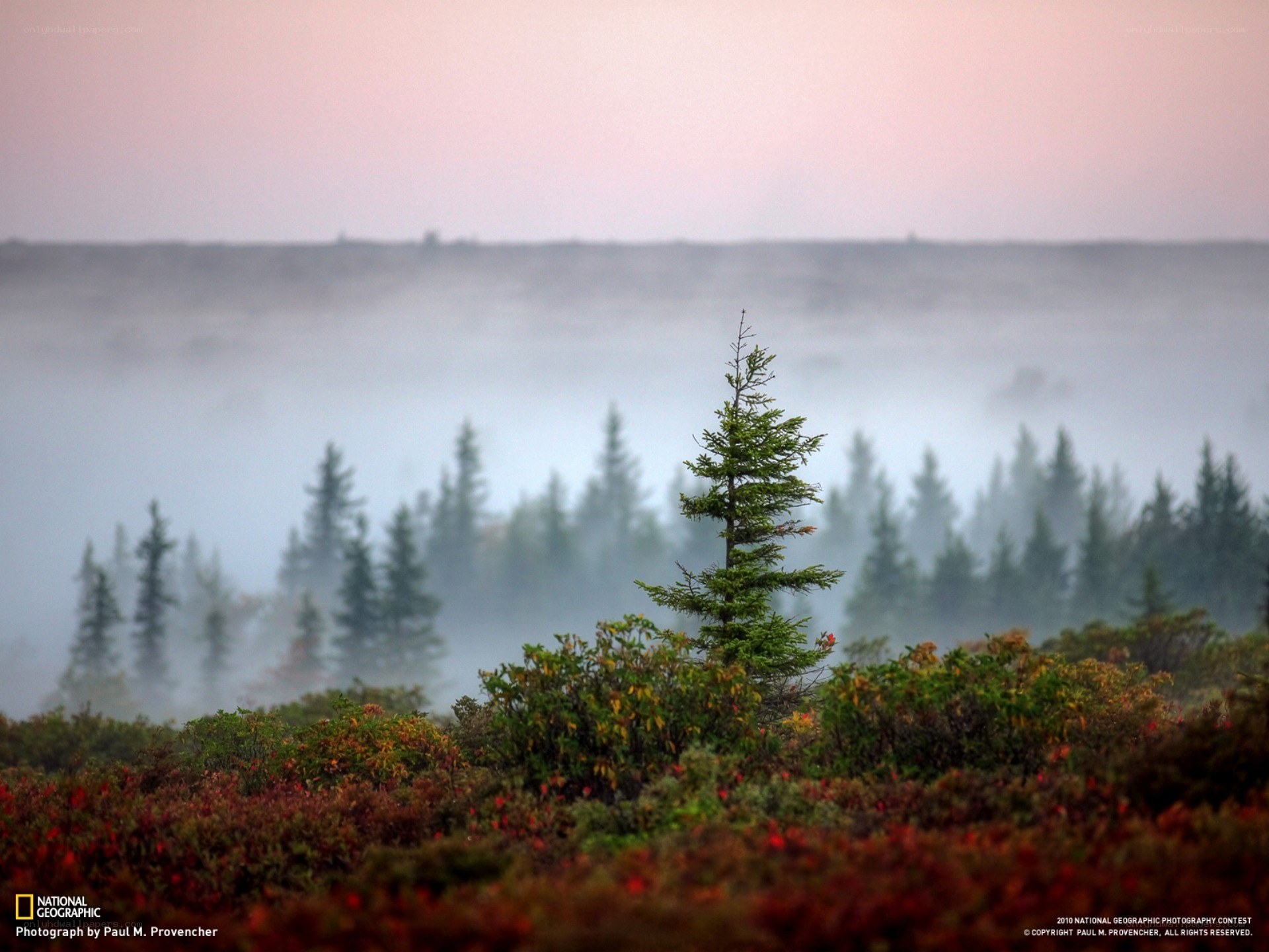 Misty forest at dawn