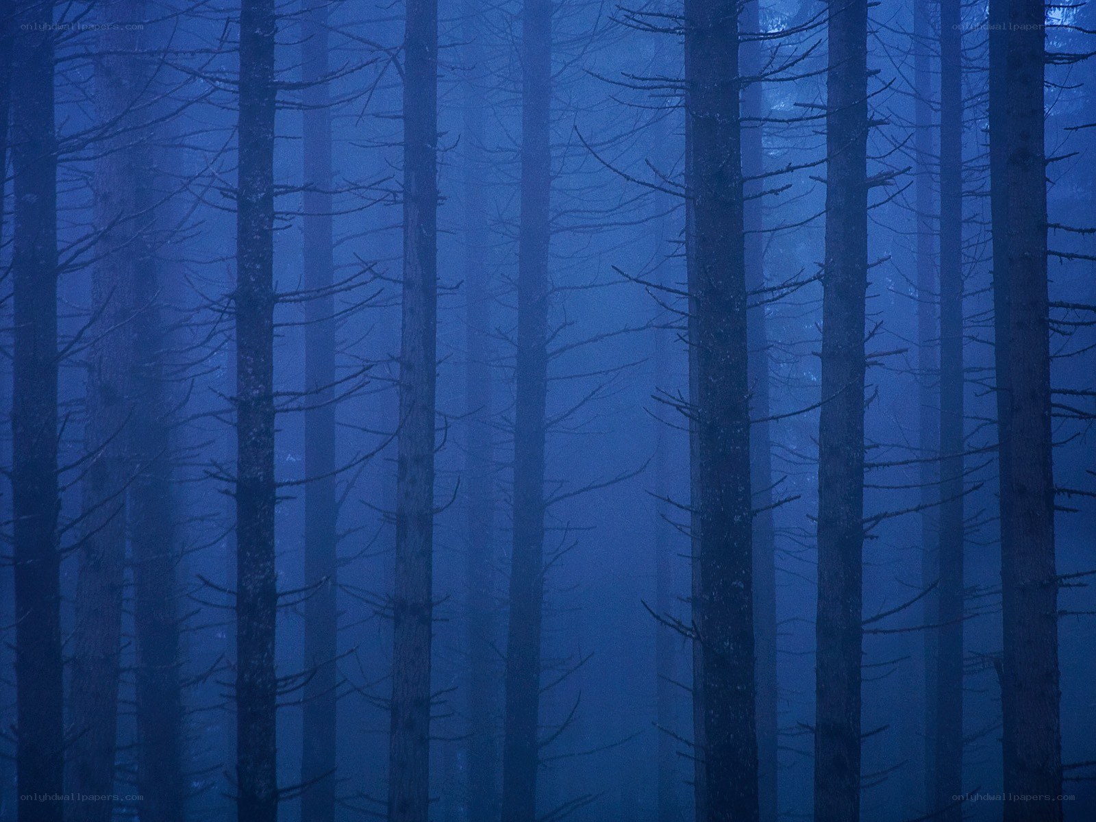 Misty forest at dawn