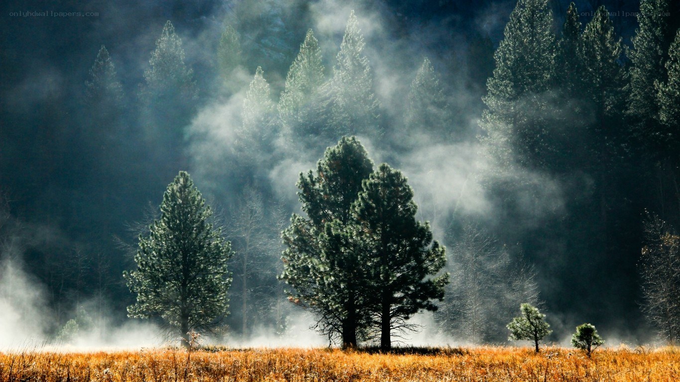 Misty forest at dawn