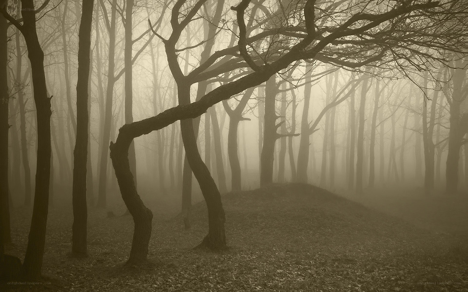 Misty forest at dawn