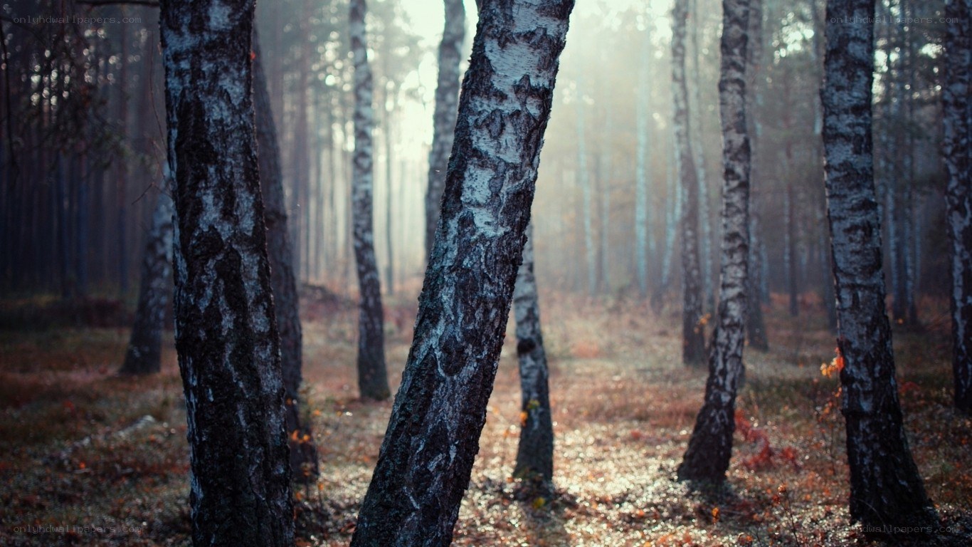 Misty forest at dawn