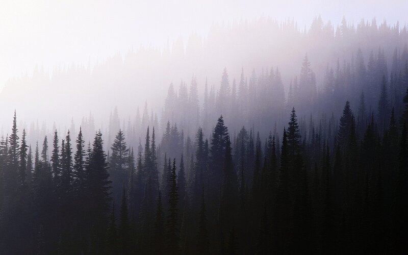 Misty forest at dawn