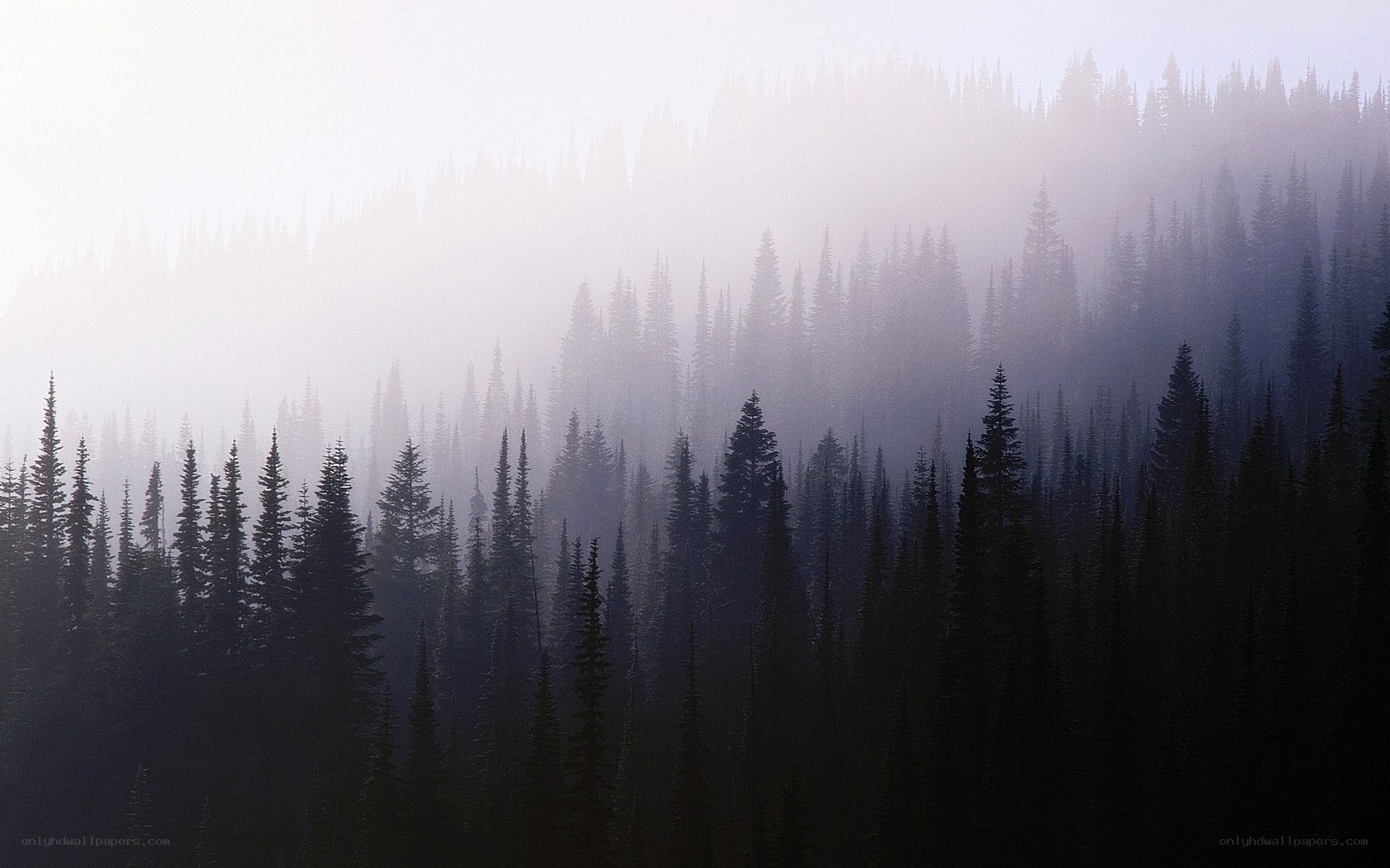 Misty forest at dawn