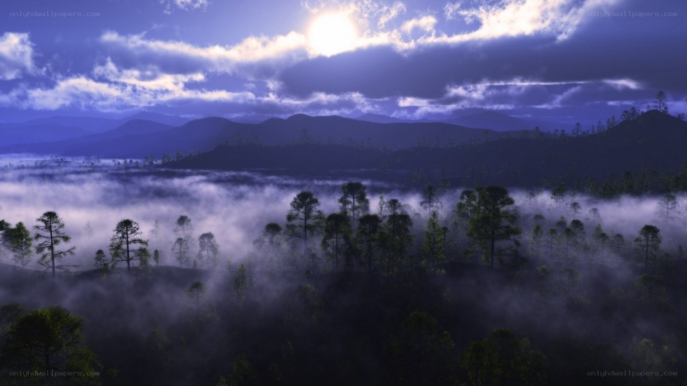 Misty forest at dawn