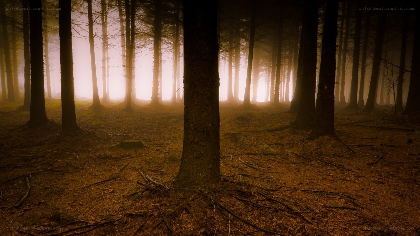 Misty forest at dawn