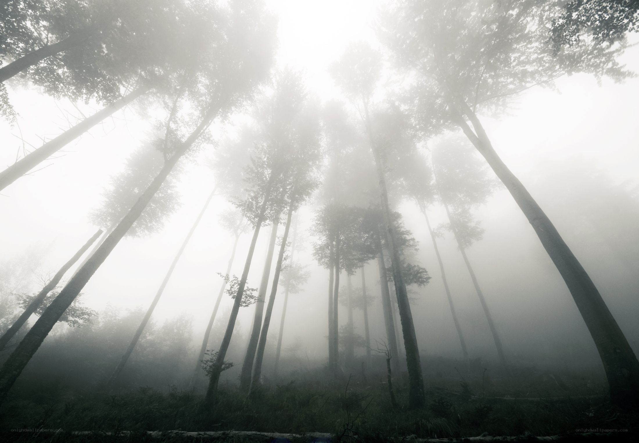 Misty forest at dawn