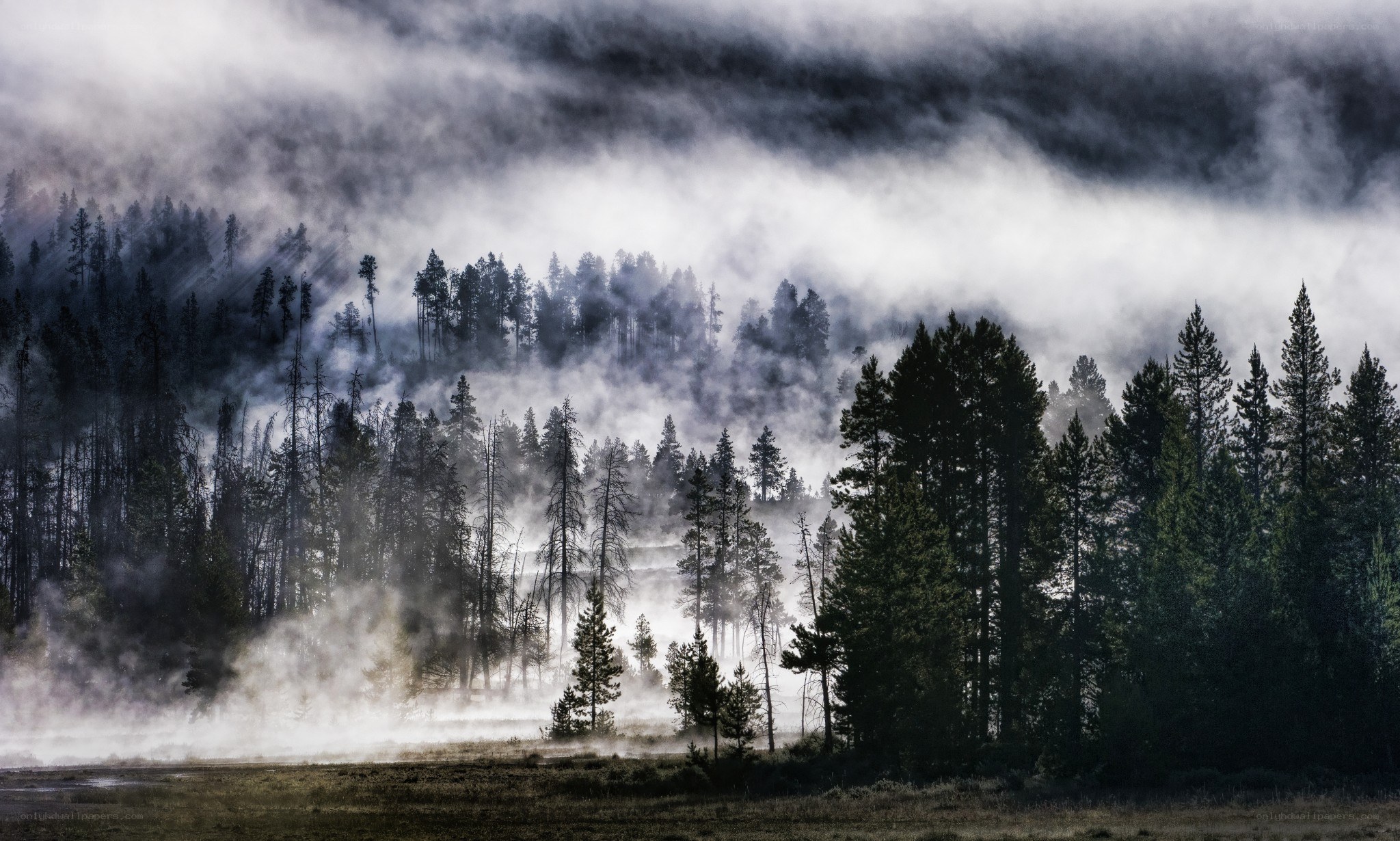 Misty forest at dawn