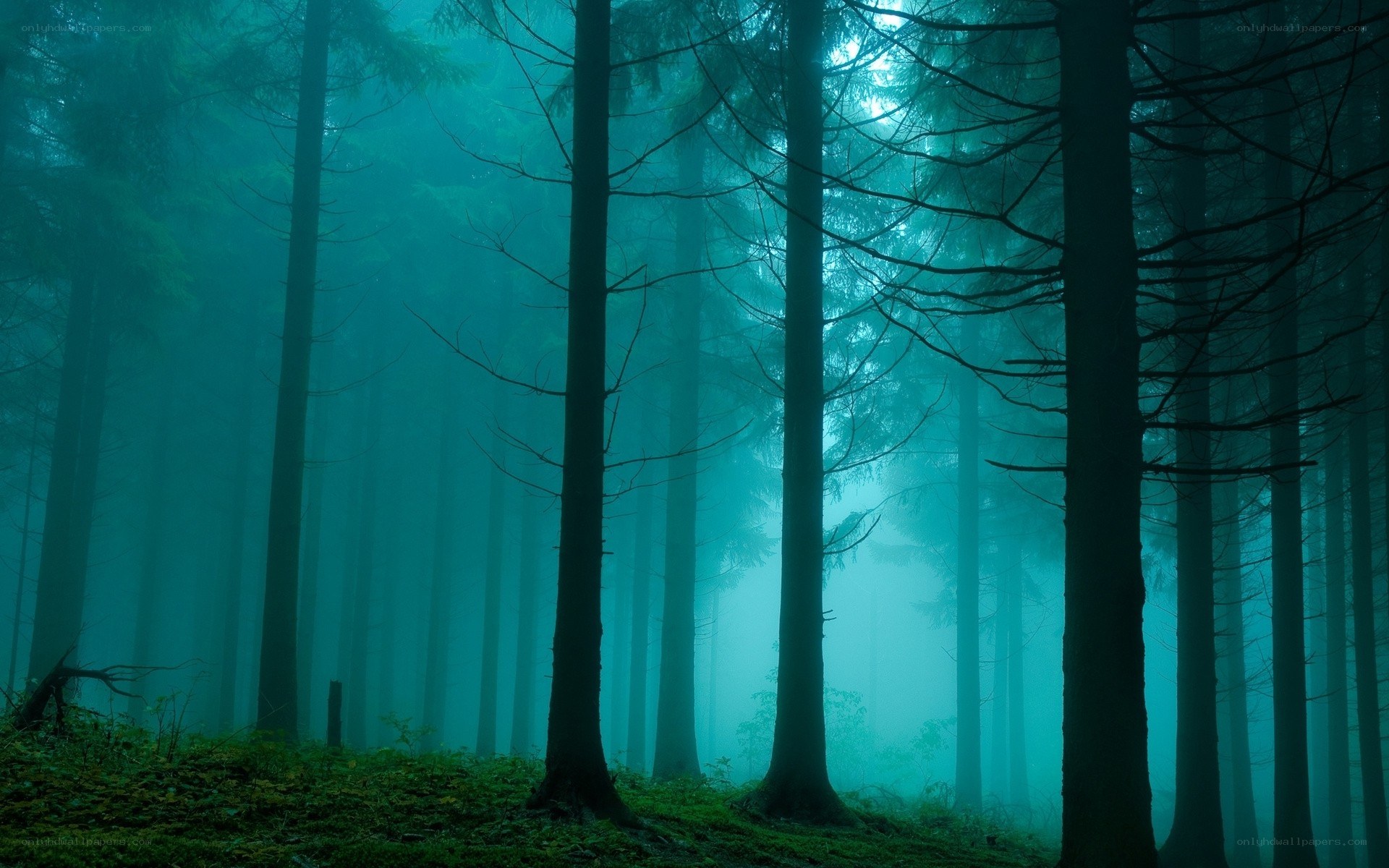 Misty forest at dawn