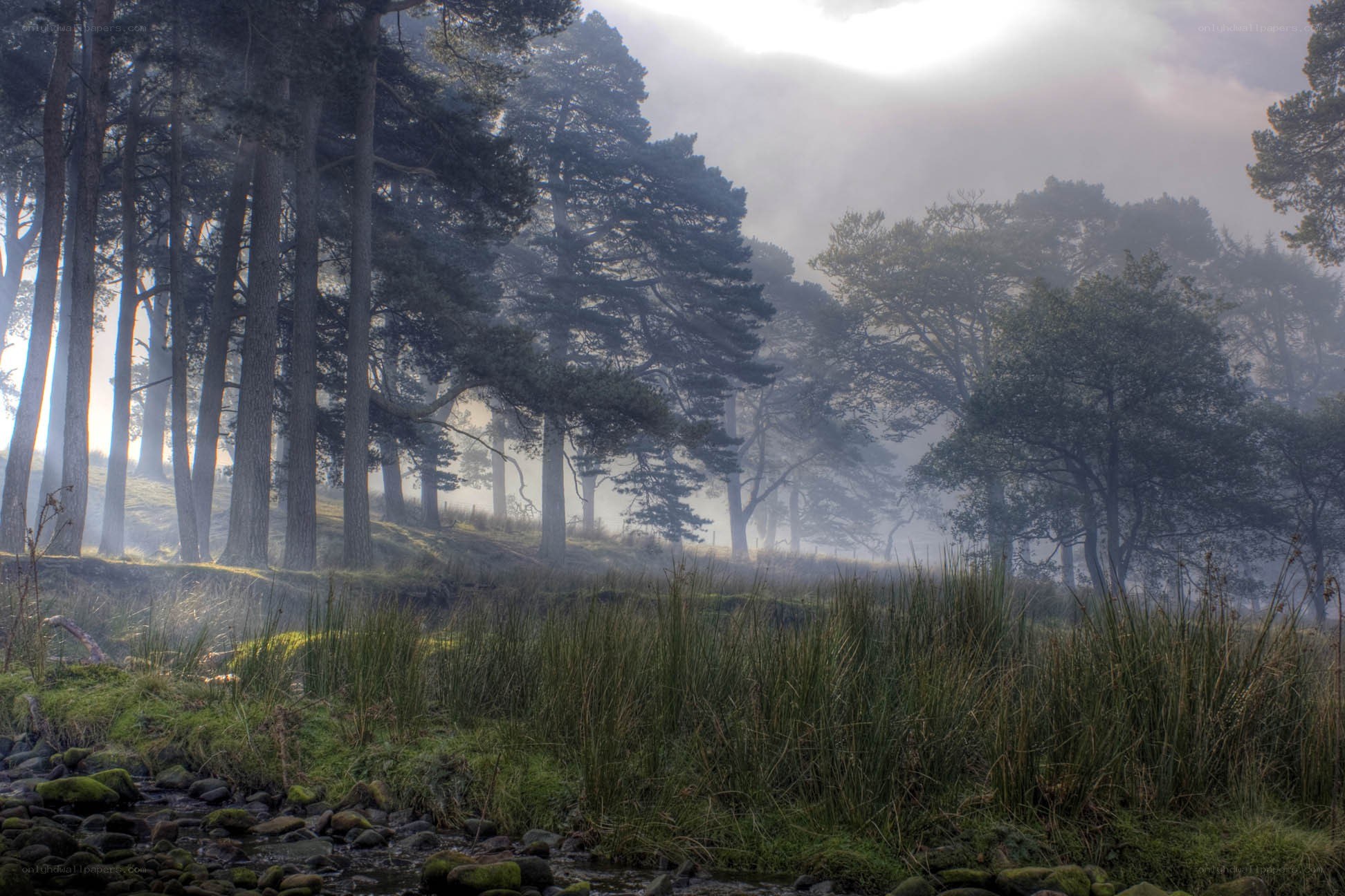 Misty forest at dawn