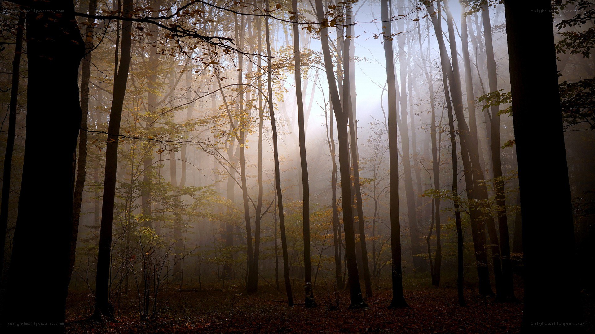 Misty forest at dawn