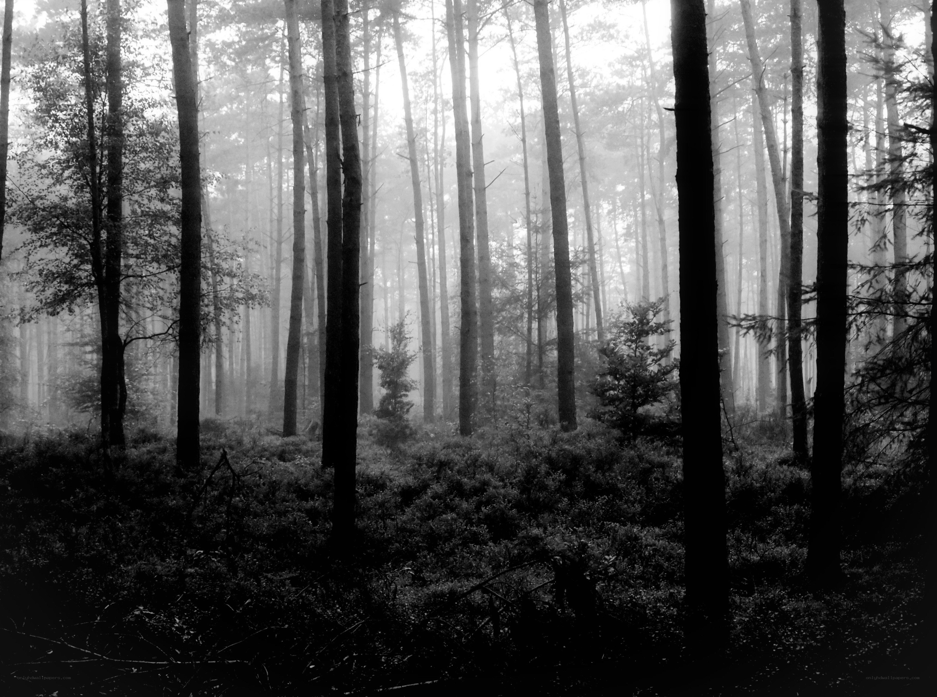 Misty forest at dawn