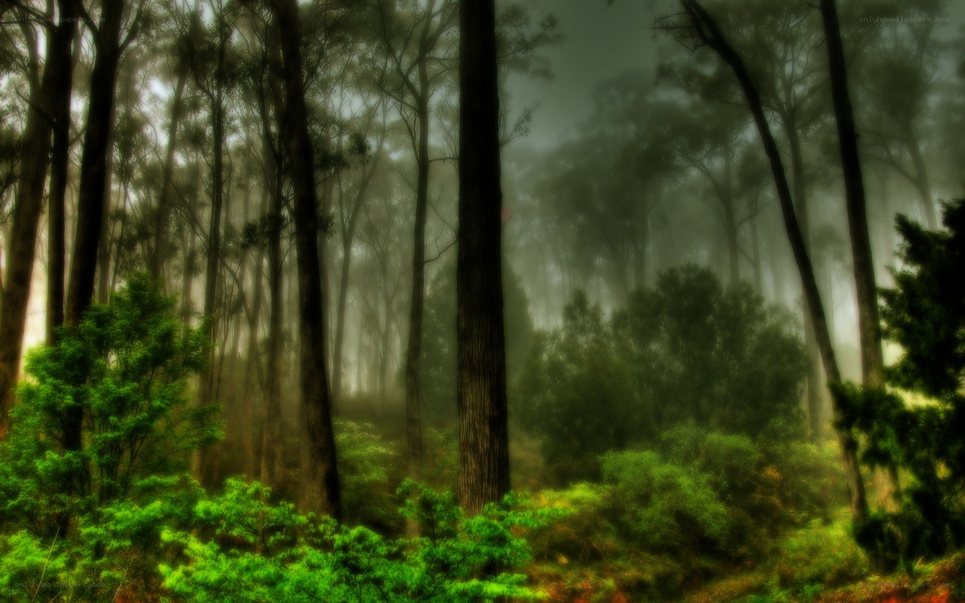 Misty forest at dawn