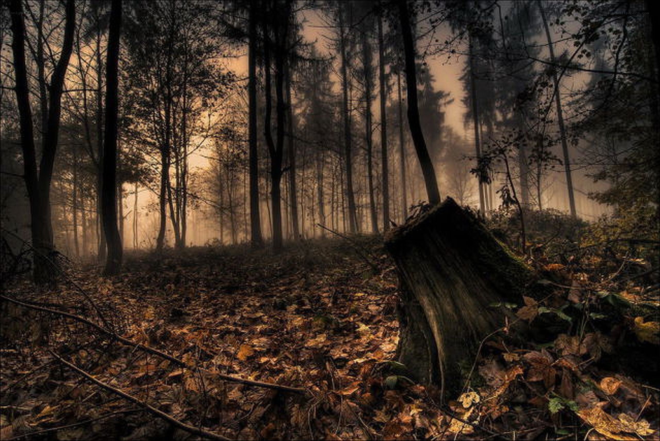 Misty forest at dawn