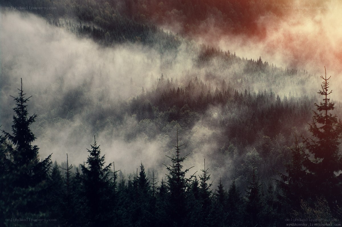Misty forest at dawn
